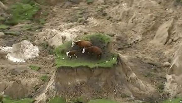 Nueva Zelanda: Vacas aisladas por terremoto fueron rescatadas
