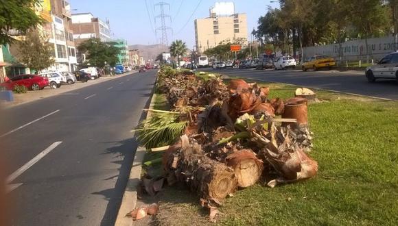 Los Olivos: talan palmeras en importante avenida [FOTOS] - 1