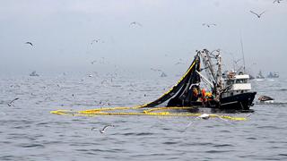 Pesca de atún no crecerá este año, pero proyecta optimismo hacia 2021