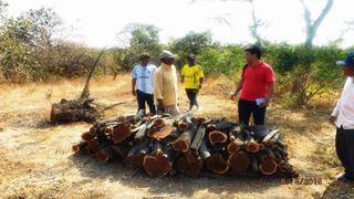 Lambayeque: 705.000 hectáreas de bosque están en peligro