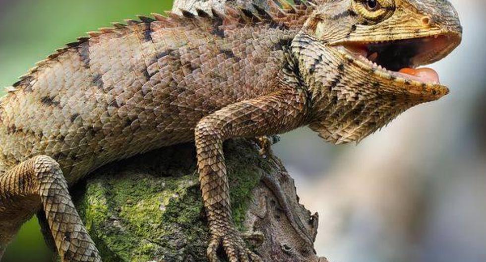 La dueña del curioso animal captó la agresiva reacción de su mascota reptil luego que le regalara una iguana de peluche. (Foto: Pixabay)