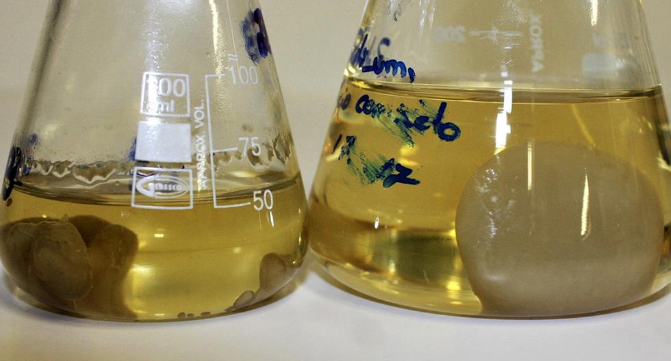 Científicos hayan hongo denominado \"Zalerion maritimum\" es capaz de degradar los plásticos que se acumulan en el mar. (Foto: EFE)