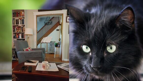 El gato negro oculto a plena vista en la foto del reto viral se convirtió en lo más compartido en las redes sociales. | Crédito: u/pizzaslayer111 / Reddit.