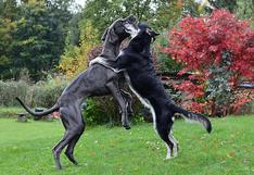 WUF: la tierna escena protagonizada por dos perros que se ‘abrazan’