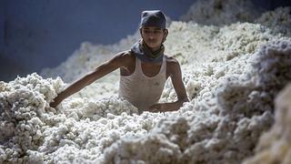¿Puede rescatarse el algodón peruano?