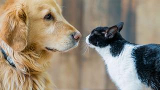 ¿Cuál es la verdadera relación entre el coronavirus y las mascotas? ¿Se pueden contagiar?