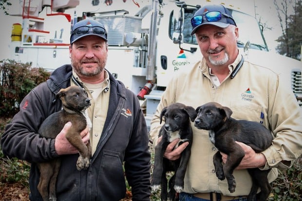 Los trabajadores de Georgia Power no dudaron en rescatar a estos indefensos animales. (Facebook: @hsnega)