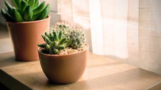 Consejos para cuidar un cactus en casa