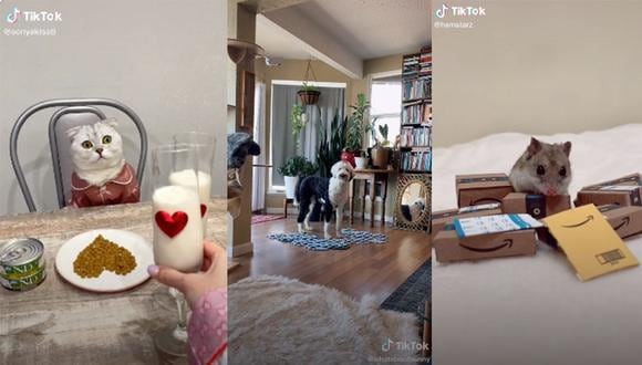 Mascotas de diferentes partes del mundo vienen causando furor en TikTok. Algunas, incluso, tienen millones de seguidores en esta red social.