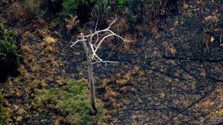 Incendios en el Amazonas: cuánto puede tardar en regenerarse la selva consumida