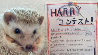 Japón: Harry, la cafetería en la que los erizos son los reyes