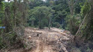 Ucayali: ordenan a maderera paralizar la depredación de bosques