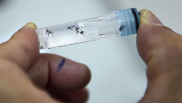 Esta foto tomada el 21 de agosto de 2019 muestra a un asistente de laboratorio examinando muestras del mosquitos que transmite el dengue en el Instituto Pasteur en la ciudad de Nha Trang, en el sur de Vietnam. (Foto: Nhac NGUYEN / AFP)