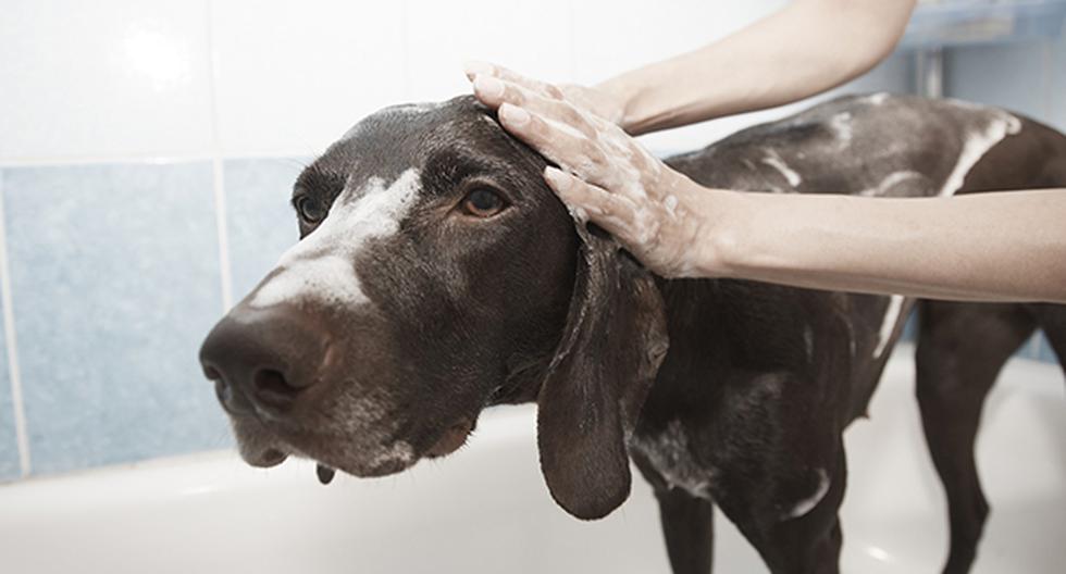 Consejos para bañar a tu perro. (Foto: Pixabay)