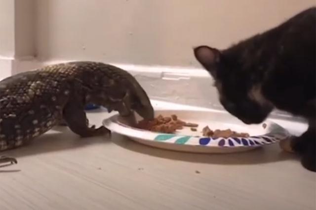 Una mujer logró domesticar a un peligroso lagarto y ahora es el mejor amigo de su gato 'Tootsie'.| Foto: Caters Clips/Facebook