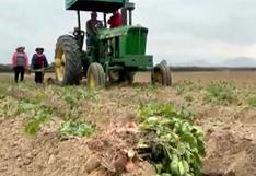 Cañete: agricultores afectados por plagas reclaman pérdidas entre S/ 18 a S/ 20 millones
