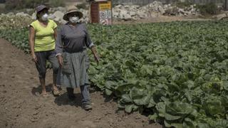 Lima Metropolitana: avanza formalización y titulación en zonas agrícolas
