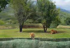 YouTube: leona intenta atacar a turistas en un parque, pero...