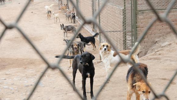 WUF promueve la adopción de perros de 6 albergues y lo hace a través de su portal wuf.pe