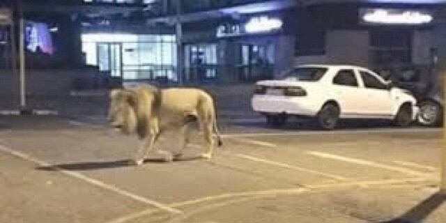 La foto del león caminando por las calles de Rusia.