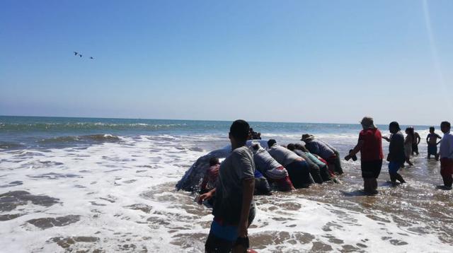 La ballena jorobada que quedó varada desde el martes en una playa del balneario de Bocapán, en la provincia de Contralmirante Villar (Tumbes), fue rescatada tras el esfuerzo conjunto de autoridades, pescadores, turistas y población.