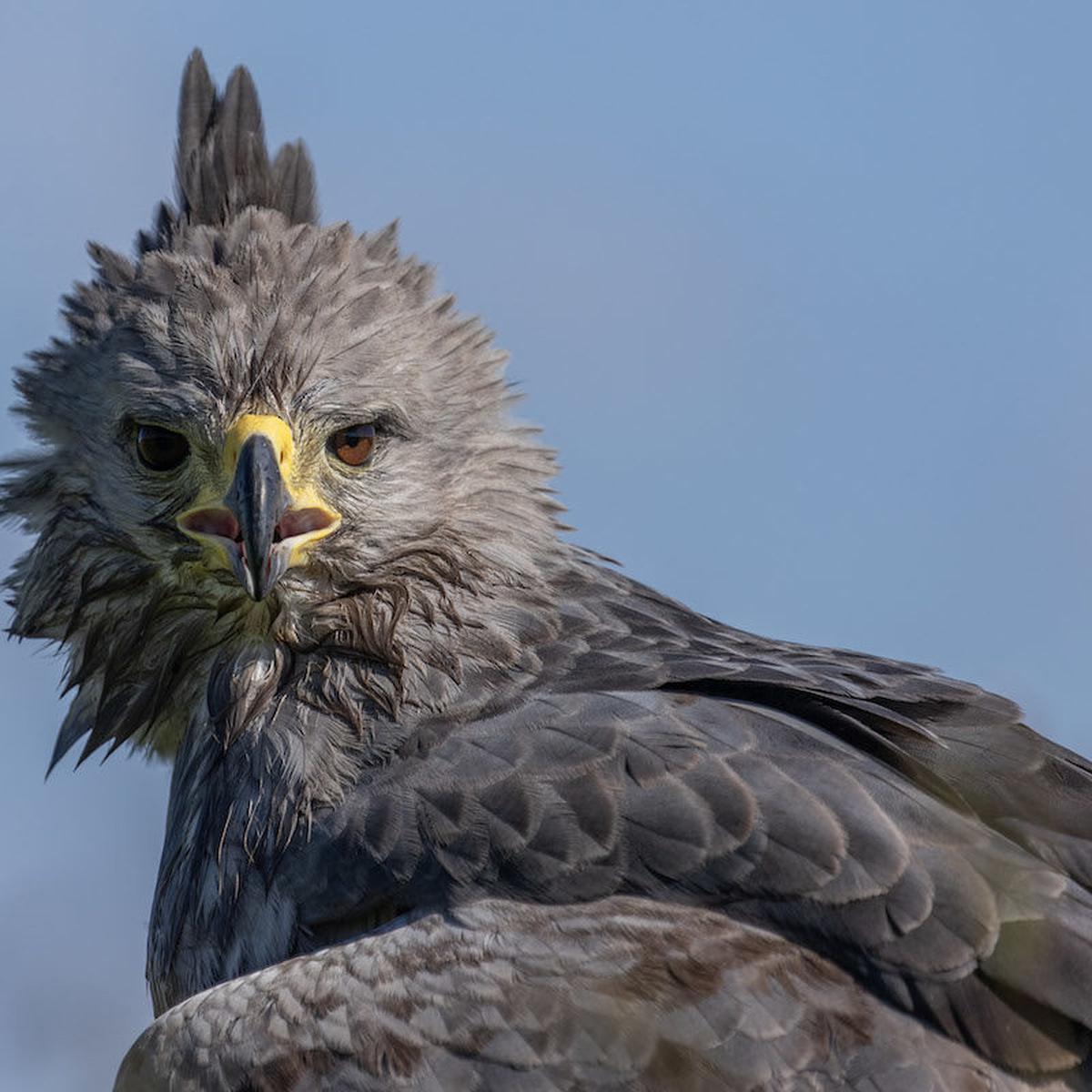 El misterio del águila del Chaco: un ave en peligro que muy pocos estudian  | TECNOLOGIA | EL COMERCIO PERÚ