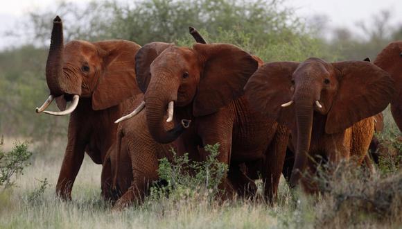La derogada norma que protegía a los elefantes había sido aprobada por Barack Obama. (AP).
