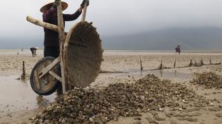 Encuentran toneladas de almejas muertas en Vietnam