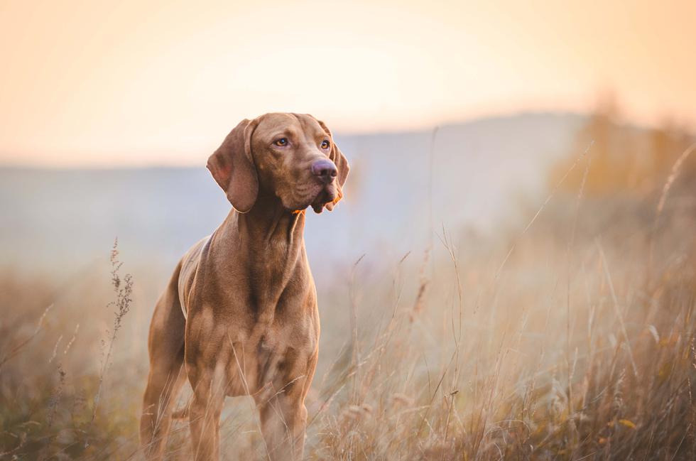 Cerdos, conejos, caballos y perros son algunos mamíferos que no sufren enfermedades priónicas de manera natural. (Foto referencial: Shutterstock)