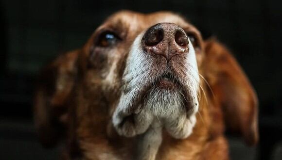Los perros tienen comportamientos habituales que cuando lo hacen no nos hacen imaginar que nos están alertando de algo (Foto: Pixabay)