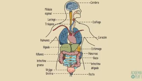Un conjunto de órganos forman un sistema. (Foto: captura de YouTube)