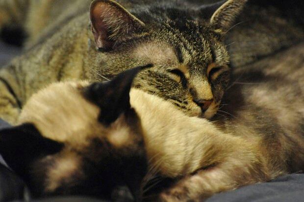 Luego de un tiempo, los dos gatos desconocidos pueden compartir mucho tiempo juntos (Foto: Experto Animal)
