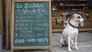 Pet Friendly: 10 lugares de Lima para disfrutar con tu mascota