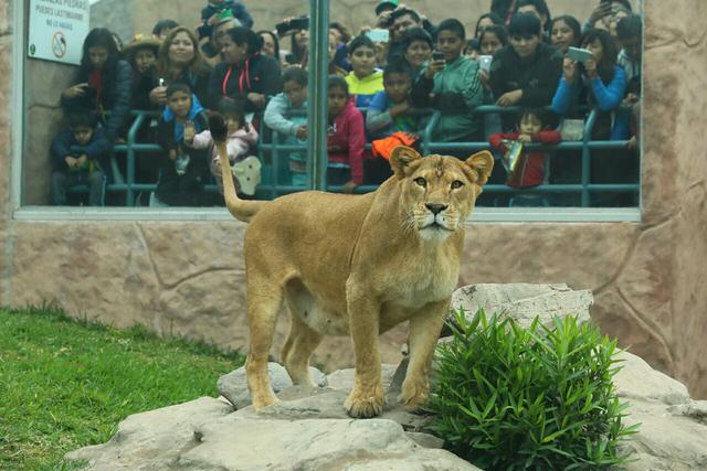 Chiclayanita, Sultán y Bonita, los leones del parque de Las Leyendas, recibieron una comida especial por el Día Mundial del León. (Foto: MML)