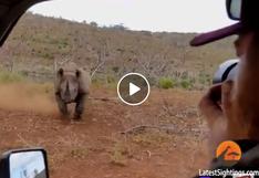 Impactante momento en el que un rinoceronte ataca a un fotógrafo