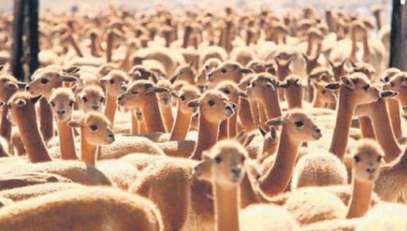 La población de vicuñas aumentó un 76% en doce años