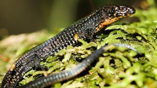 Hallaron en Machu Picchu nueva especie de lagartija