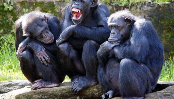 Según la cultura popular, los chimpancés son entre cuatro y ocho veces más fuertes que un humano adulto.