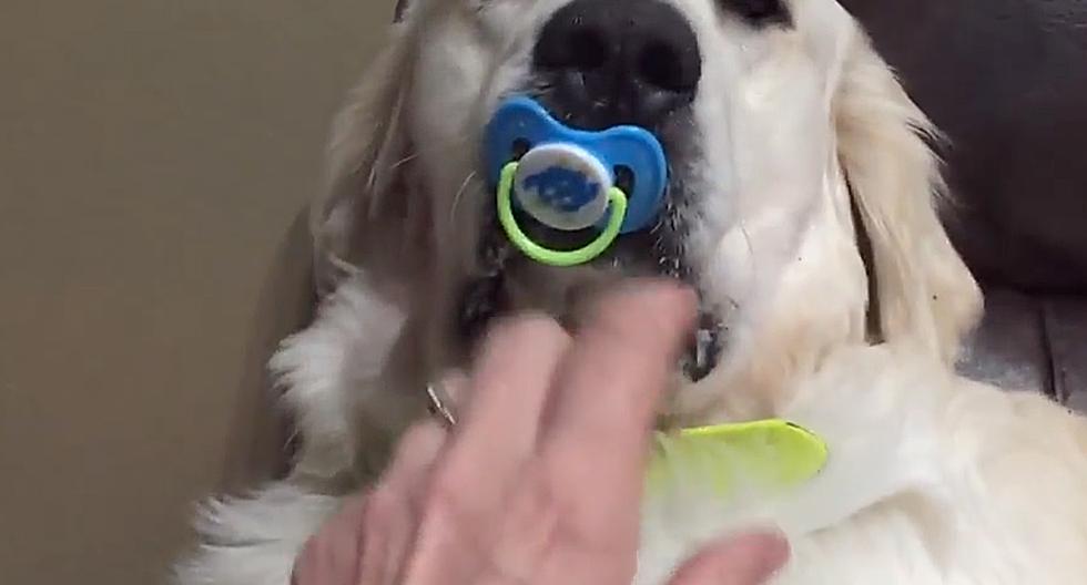 Este perro se adueña de un chupón y cuando se lo quieren quitar reaccionan de la manera más encantadora del mundo. (Foto: Captura de YouTube)