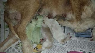 Dos perros de color verde nacieron en España