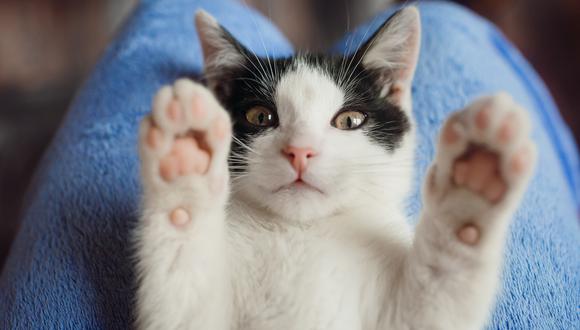 ¿Por qué el Día Internacional del Gato se celebra cada 8 de agosto? (Foto: Freepik)