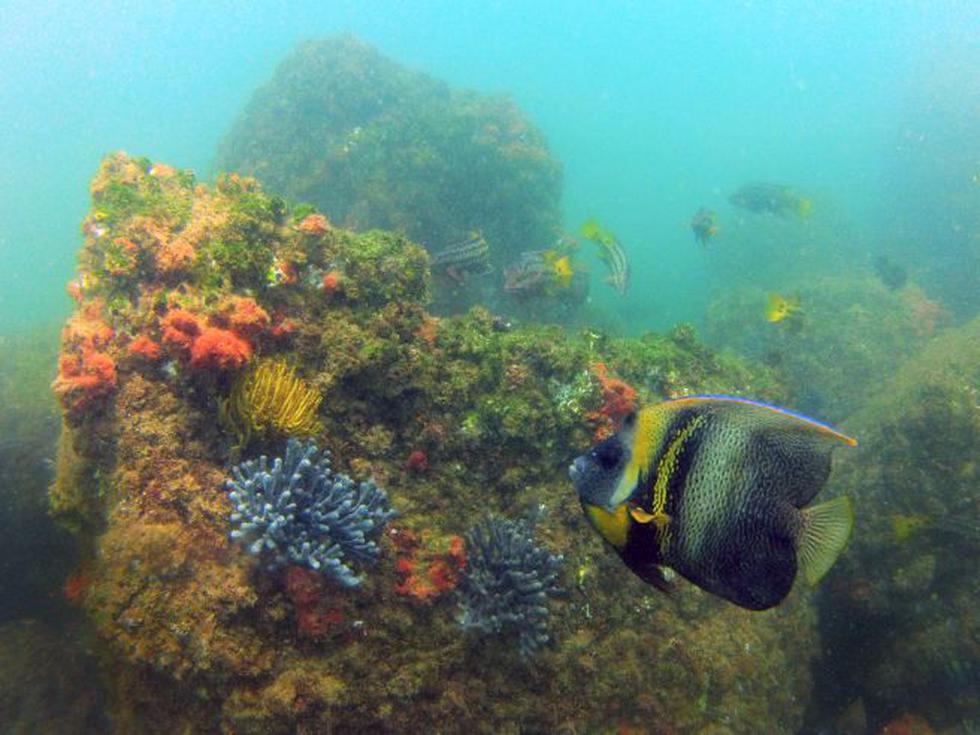 El Mar Pac&iacute;fico Tropical, ubicada frente a las costas de Piura y Tumbes que alberga cerca del 70% de la biodiversidad marina del litoral peruano. De acuerdo a la Sociedad Peruana de Derecho Ambiental (SPDA) la primera raz&oacute;n para declararla 