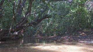 La Fabriquita: lecciones de una comunidad en Guerrero para proteger el agua y salvar el bosque en México