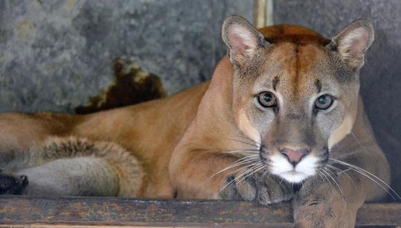 Puma en Hogar de paso Corponor. Foto: Corponor.