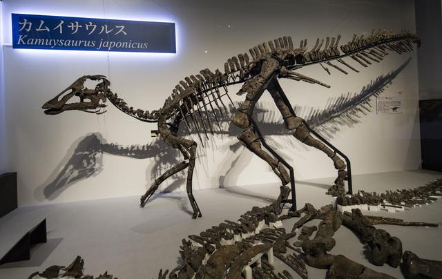 Réplica de tamaño natural del llamado "Kamuysaurus japonicus". (Foto: AFP)