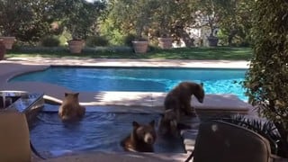 Osos aprovechan el sol para bañarse en una piscina