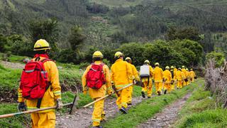 Arequipa: queñuales dañados por incendio forestal tomarán 15 años en ser recuperados