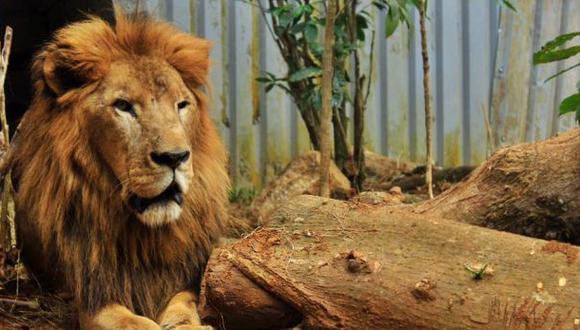Costa Rica: murió Kivú, el único león del país