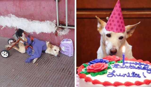 Lunita fue abandonada con su silla de ruedas rota y una bolsa de pañales en una estética canina en Argentina. Afortundamente, su historia tuvo un final feliz. (Fotos: Lunita's Wish en Facebook)
