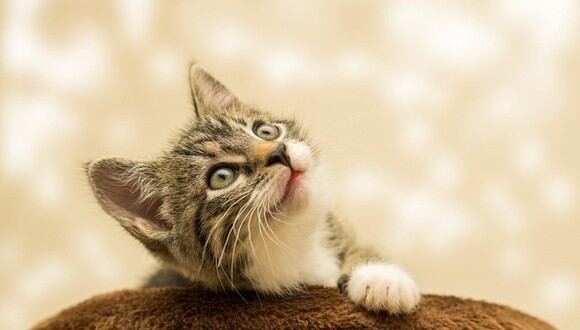 Gato arruina entrenamiento de celebridad y se convierte en viral. (Foto: Pixabay)
